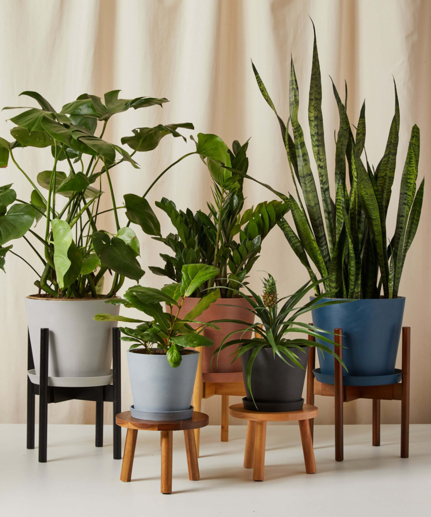 what are the types of indoor plants